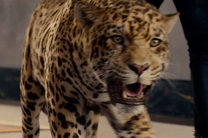 A jaguar snarling.